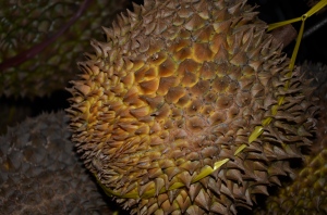 THE KING OF FRUIT - DURIAN (PALOPO)